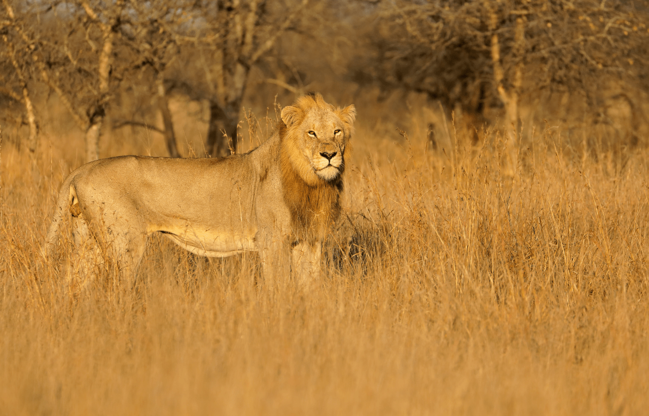 Sustainable Safaris Africa - Experiences - Big 5 Safari Banner - Lion in the Fields