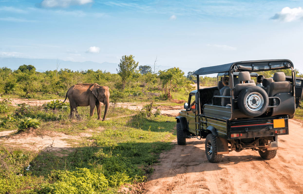 Sustainable Safaris Africa - Experiences - Big 5 Safari - Elephant Passing Safari Car