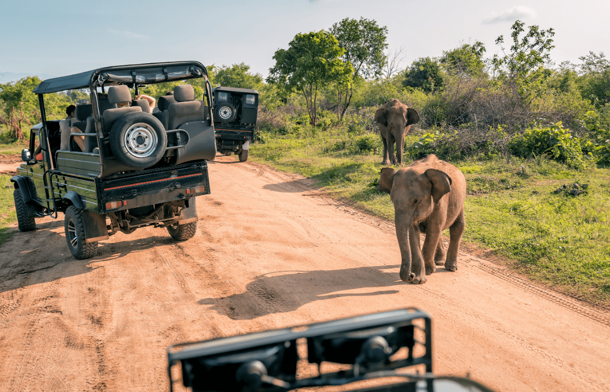 Sustainable Safaris Africa - Experiences - Big 5 Safari - Two Elephants Passing Safari Cars on Dirt Road Game Drive