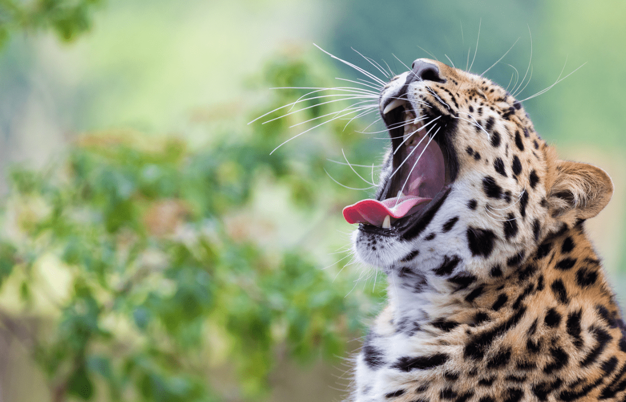 Sustainable Safaris Africa - Experiences - Big 5 Safari - Leopard Yawning