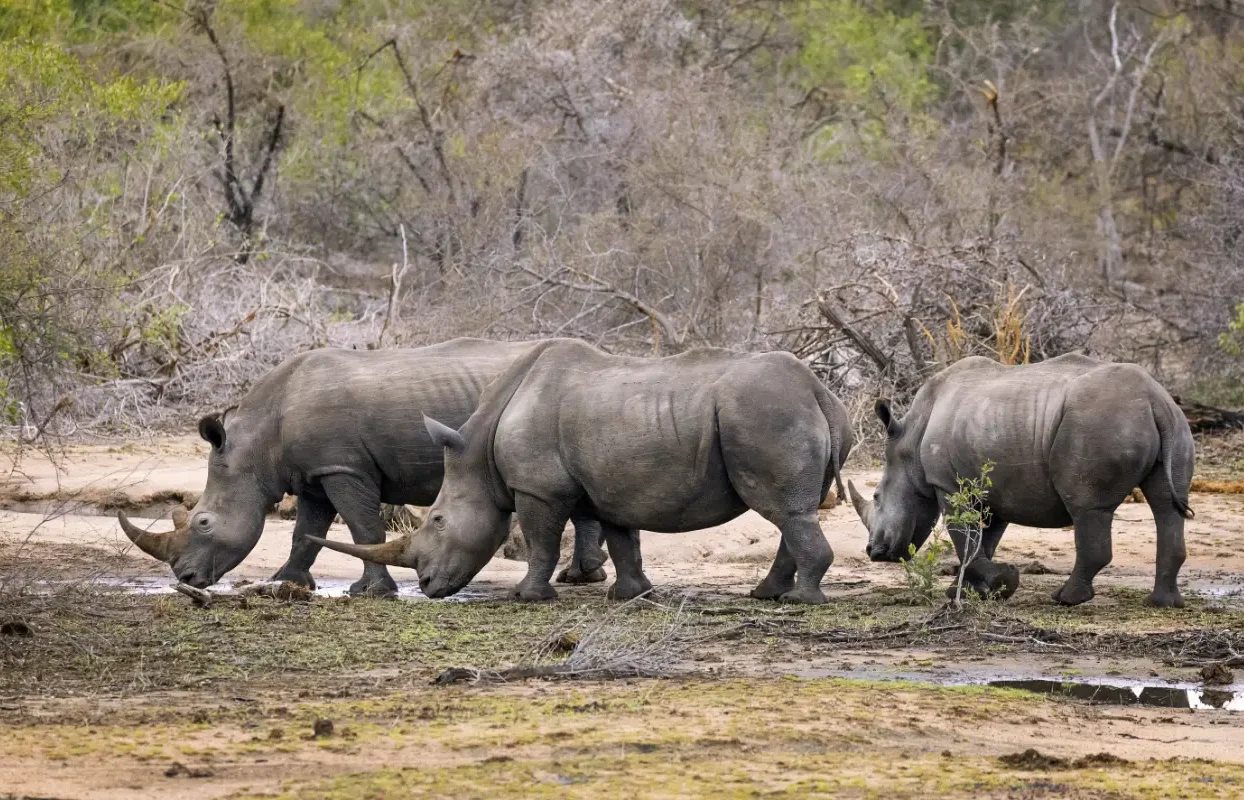 Sustainable Safaris Africa - Experiences - Big 5 Safari - Herd of Rhinos