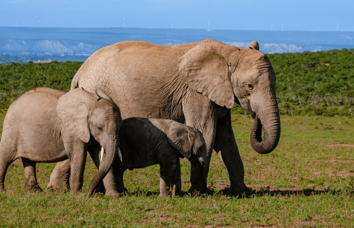 Plettenberg Bay Elephant Park Sustainable Safaris Africa - Destintions - Garden Route - Plettenberg Bay Elephant Park