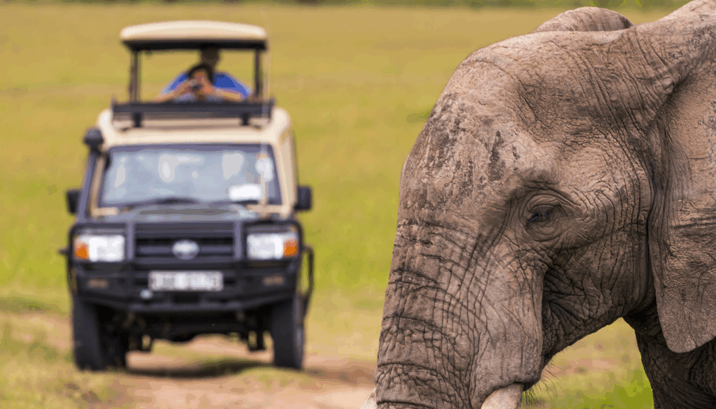 Sustainable Safaris Africa - Experiences - Safari Holidays - Wildlife Elephant Viewing from 4x4 Safari Car