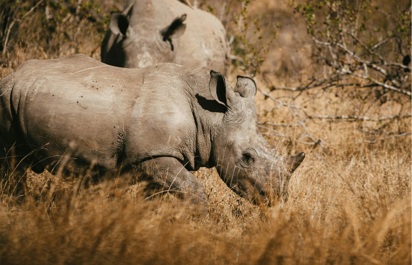 Sustainable Safaris Africa - Journeys - Budget Kruger Safari - African Rhinos Grazing in Kruger National Park