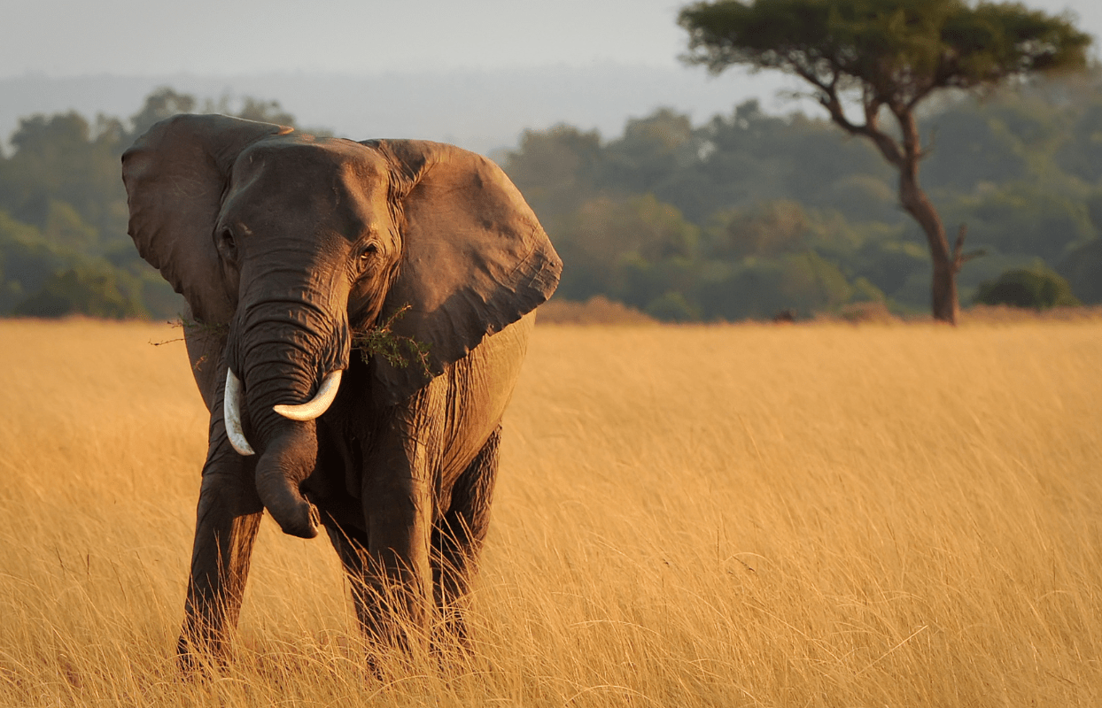 S007 - IT1 - Elephant in the Bush Sustainable Safaris Africa - Journeys - Budget Eastern Cape Safari - Elephant in the Bush