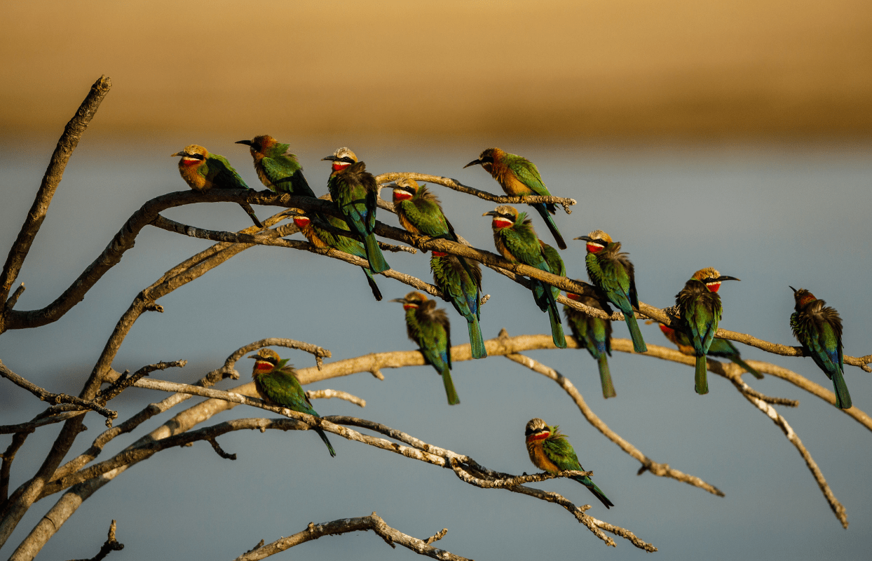 S007 - IT1 - Flock of Small Birds Gathering Around a Tree Sustainable Safaris Africa - Journeys - Budget Eastern Cape Safari - Flock of Small Birds Gathering Around a Tree