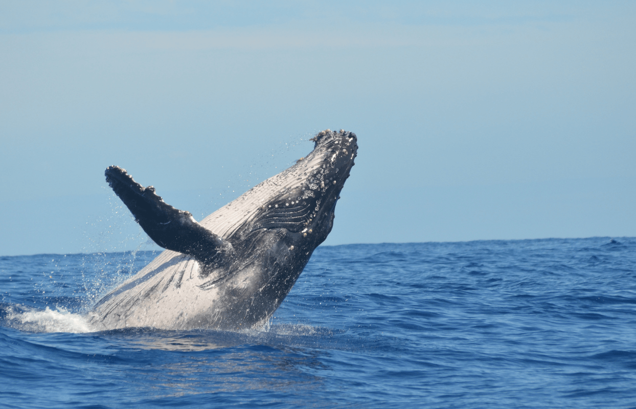 S007 - IT1 - Whale Breeching the Water's Surface Sustainable Safaris Africa - Journeys - Budget Eastern Cape Safari - Whale Breeching the Water's Surface