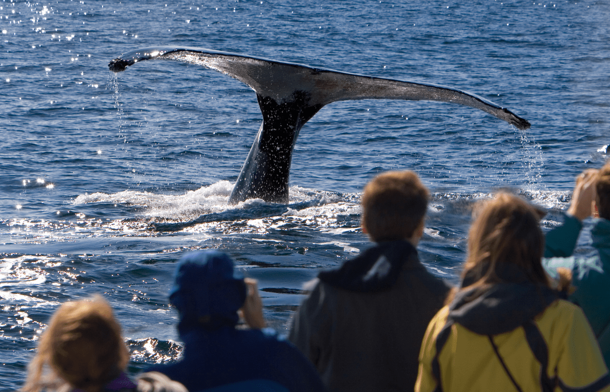 S007 - IT1 -Tourists Whale Watching Sustainable Safaris Africa - Journeys - Budget Eastern Cape Safari - Tourists Whale Watching