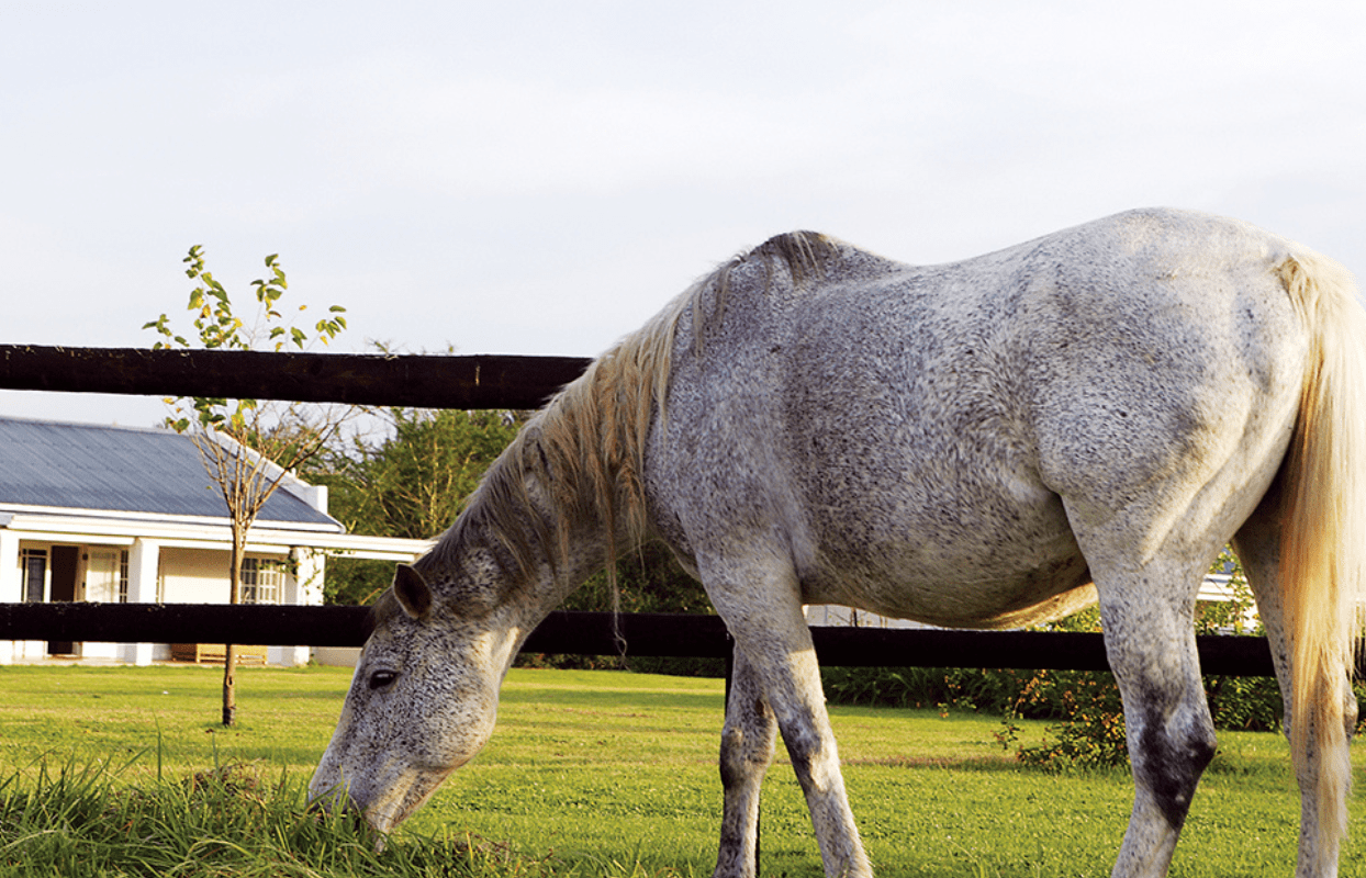 S007 - IT1 - White Horse Grazing in the Field Sustainable Safaris Africa - Journeys - Budget Eastern Cape Safari - White Horse Grazing in the Field