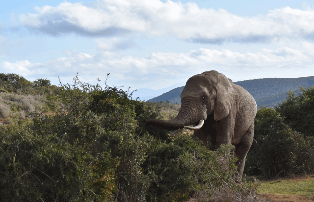S007- IT2 - Elephant in the Trees Sustainable Safaris Africa - Journeys - Budget Eastern Cape Safari - Elephant in the Trees