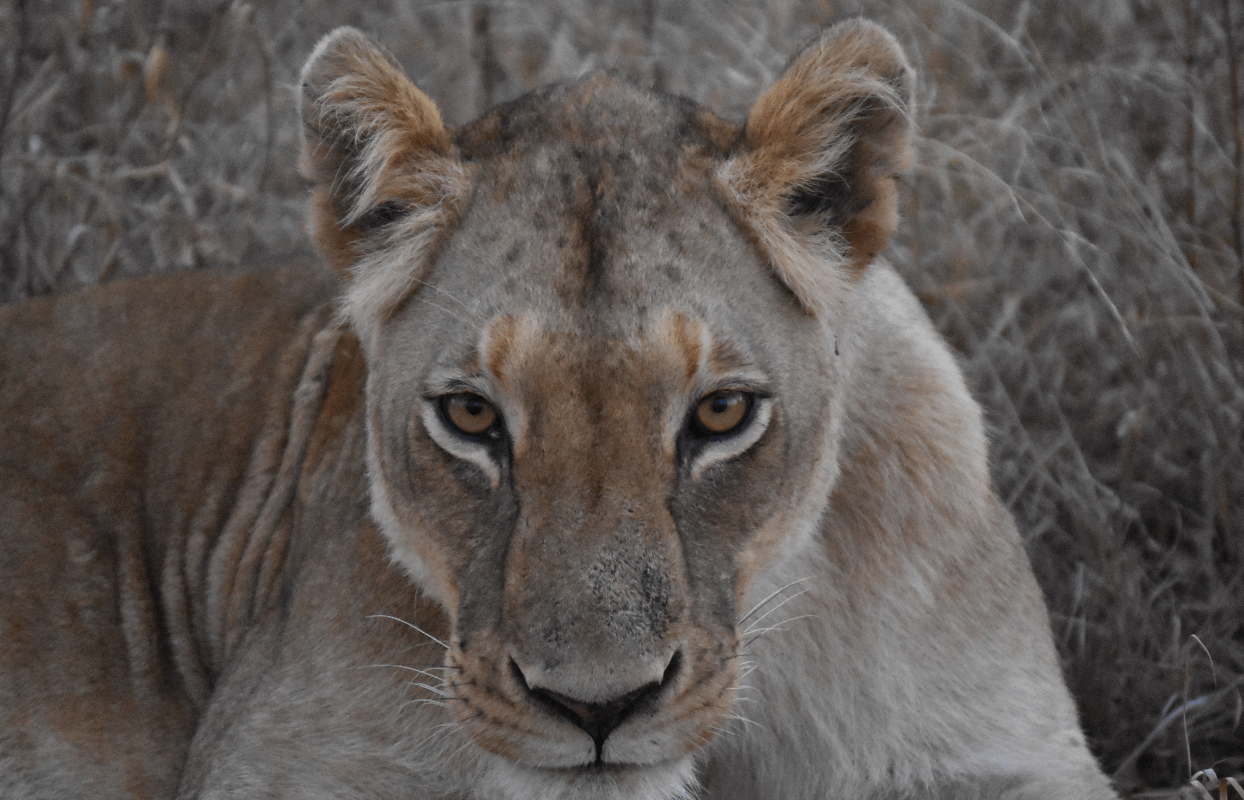 S007- IT2- Lioness Sustainable Safaris Africa - Journeys - Budget Eastern Cape Safari - Lioness