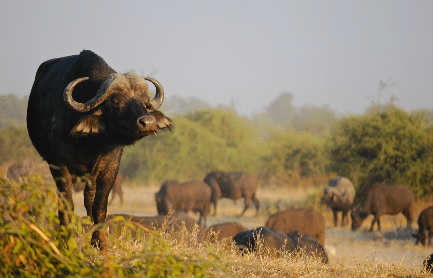 S001-IT2 - Cape Bufallo - Kruger National Park Sustainable Safaris Africa - Journeys - Budget Kruger Safari - Cape Bufallo - Kruger National Park