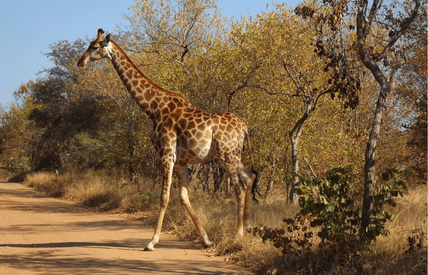 S001-IT2 - Giraffe walking across the road - Kruger National Park Sustainable Safaris Africa - Journeys - Budget Kruger Safari - Giraffe walking across the road - Kruger National Park
