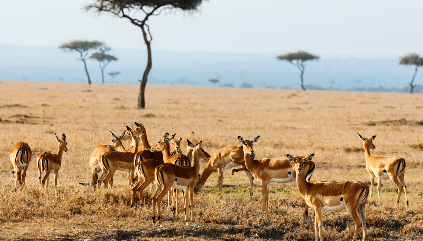 Sustainable Safaris Africa - Experiences - Cycling Safari - Impalas in the Wild