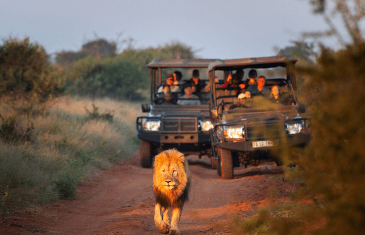 S006-IT2 - Lion Leading 4x4 Safari Game Drive in the Bush Sustainable Safaris Africa - Journeys - Luxury Madikwe Family - Lion Leading 4x4 Safari Game Drive in the Bush