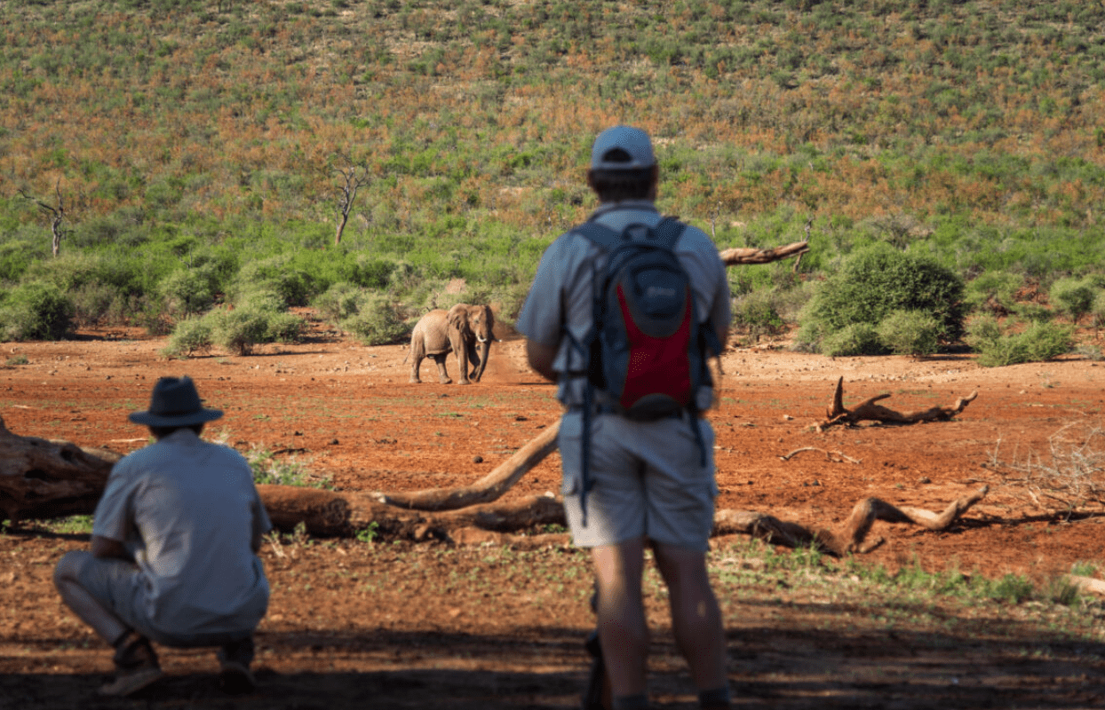 S006-IT2 - Safari Guide and Tourist on Safari and Elephant Viewing Sustainable Safaris Africa - Journeys - Luxury Madikwe Family Safari - Safari Guide and Tourist on Safari and Elephant Viewing