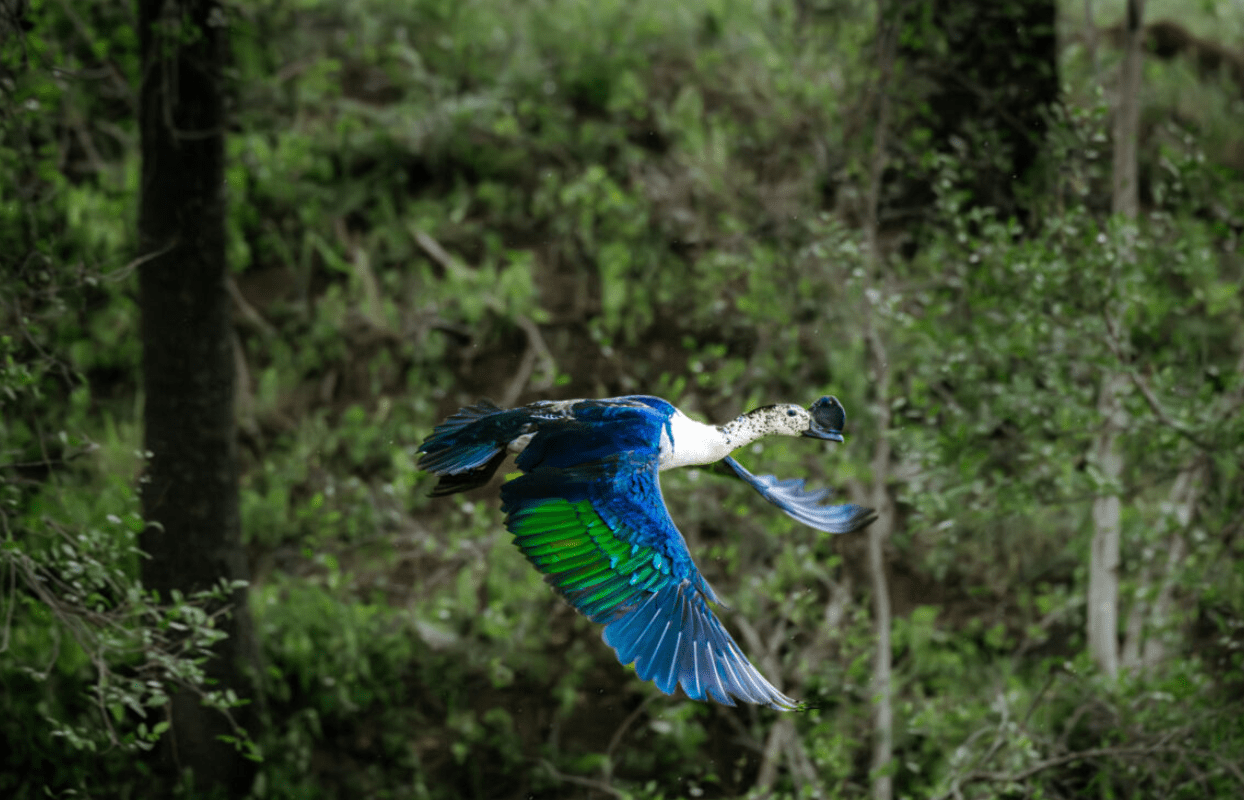 S006-IT2- Jaci’s Tree Lodge Sustainable Safaris Africa - Journeys - Luxury Madikwe Family Safari -White and Blue Bird Flying