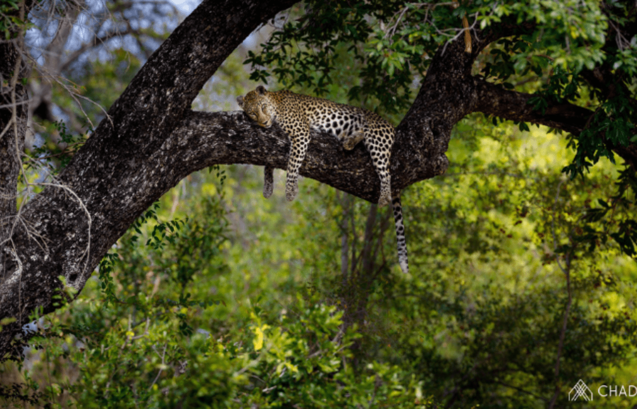 S002-IT2 - Leopard Sleeping in a Tree Sustainable Safaris Africa - Journeys - Luxury Kruger Safari - Leopard Sleeping in a Tree