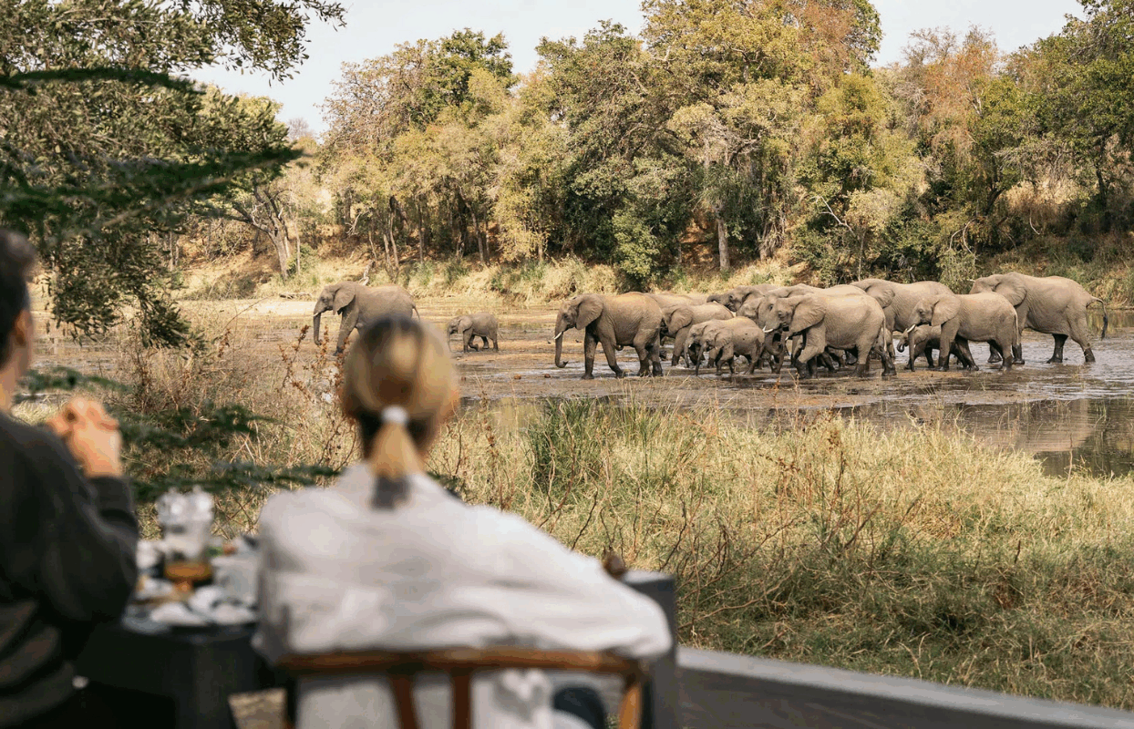 S003-IT2 - Elephant Herd Passing River Lodge During Breakfast Sustainable Safaris Africa - Journeys - Family Friendly Kruger Safari - Elephant Herd Passing River Lodge During Breakfast