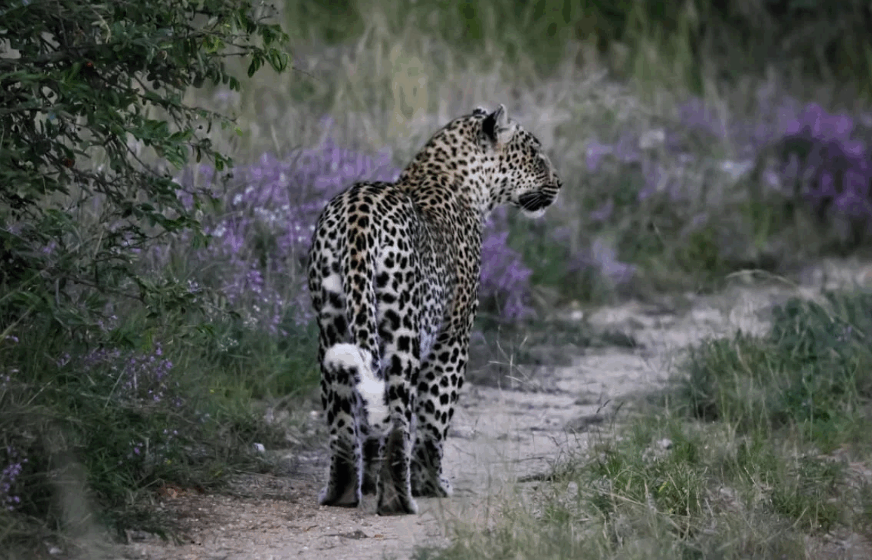 S003-IT2 - Cheetah Sustainable Safaris Africa - Journeys - Family Friendly Kruger Safari - Cheetah
