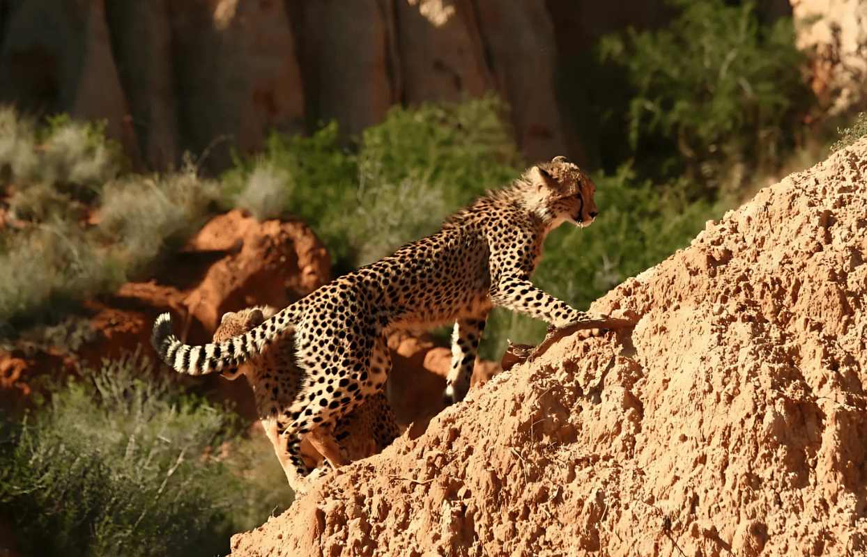 S004 - IT2 - Cheetah Climbing Orange Rock Mountain Sustainable Safaris Africa - Journeys - African Glamping Safari - Cheetah Climbing Orange Rock Mountain