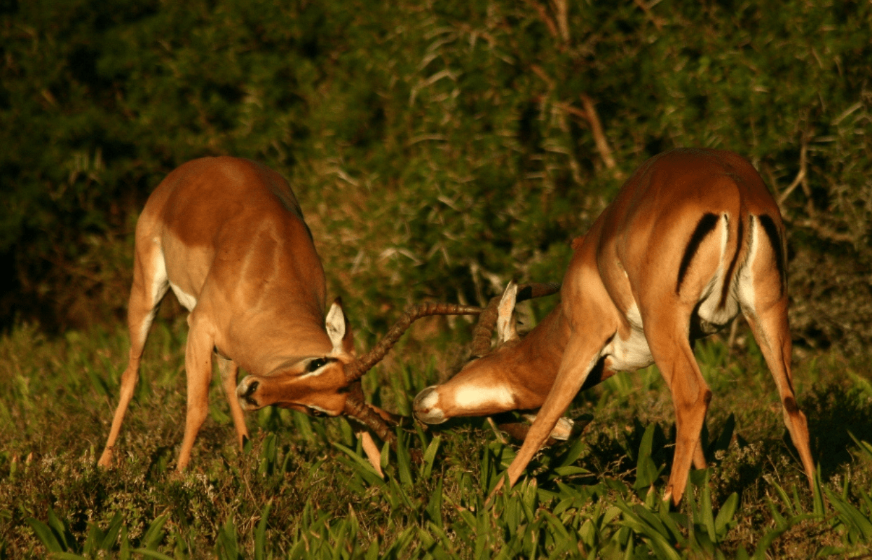 S004 - IT2 - Springboks Locking Horns Sustainable Safaris Africa - Journeys - African Glamping Safari - Springboks Locking Horns
