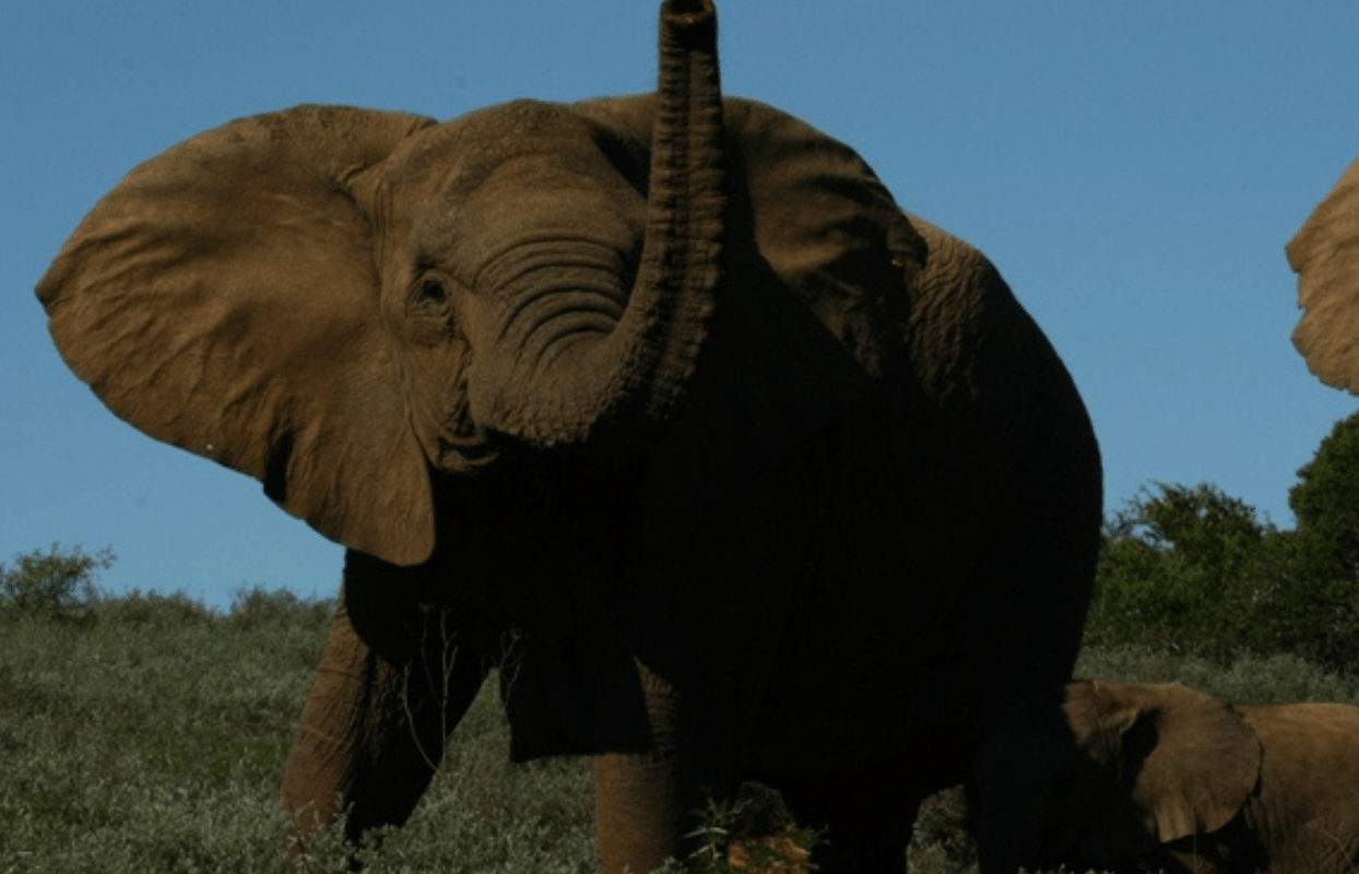 S004 - IT2 - Elephant Sustainable Safaris Africa - Journeys - African Glamping Safari - Elephant