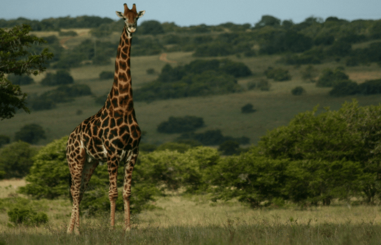 S004 - IT2 - Giraffe in the Bush Sustainable Safaris Africa - Journeys - African Glamping Safari - Giraffe in the Bush