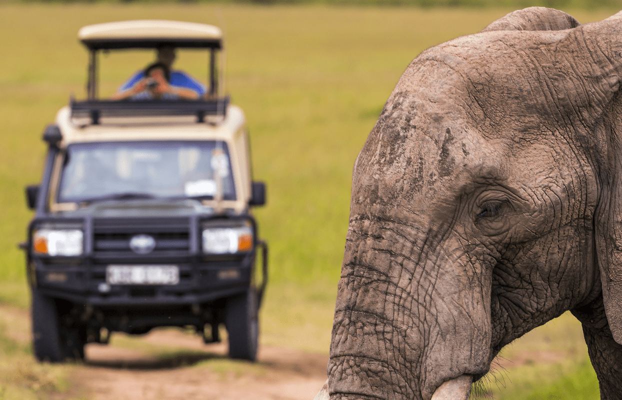 Close up of Elephant and 4x4 Safari Vehicle in the Background Sustainable Safaris Africa - Experiences - Elephant Safari - Close up of Elephant and 4x4 Safari Vehicle in the Background