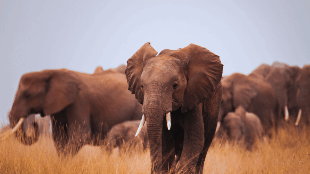 Sustainable Safaris Africa - Home - Safaris That Leave a Legacy Banner - Young African Elephant and Herd in Amboseli National Park Kenya