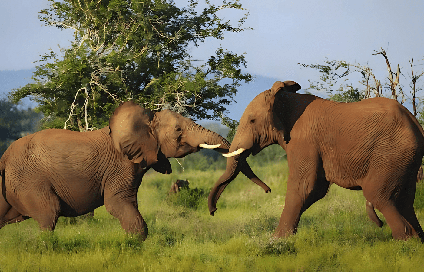 S001-IT1 - Kruger National Park Elephants Sustainable Safaris Africa - Journeys - Budget Kruger Safari - Kruger National Park Elephants