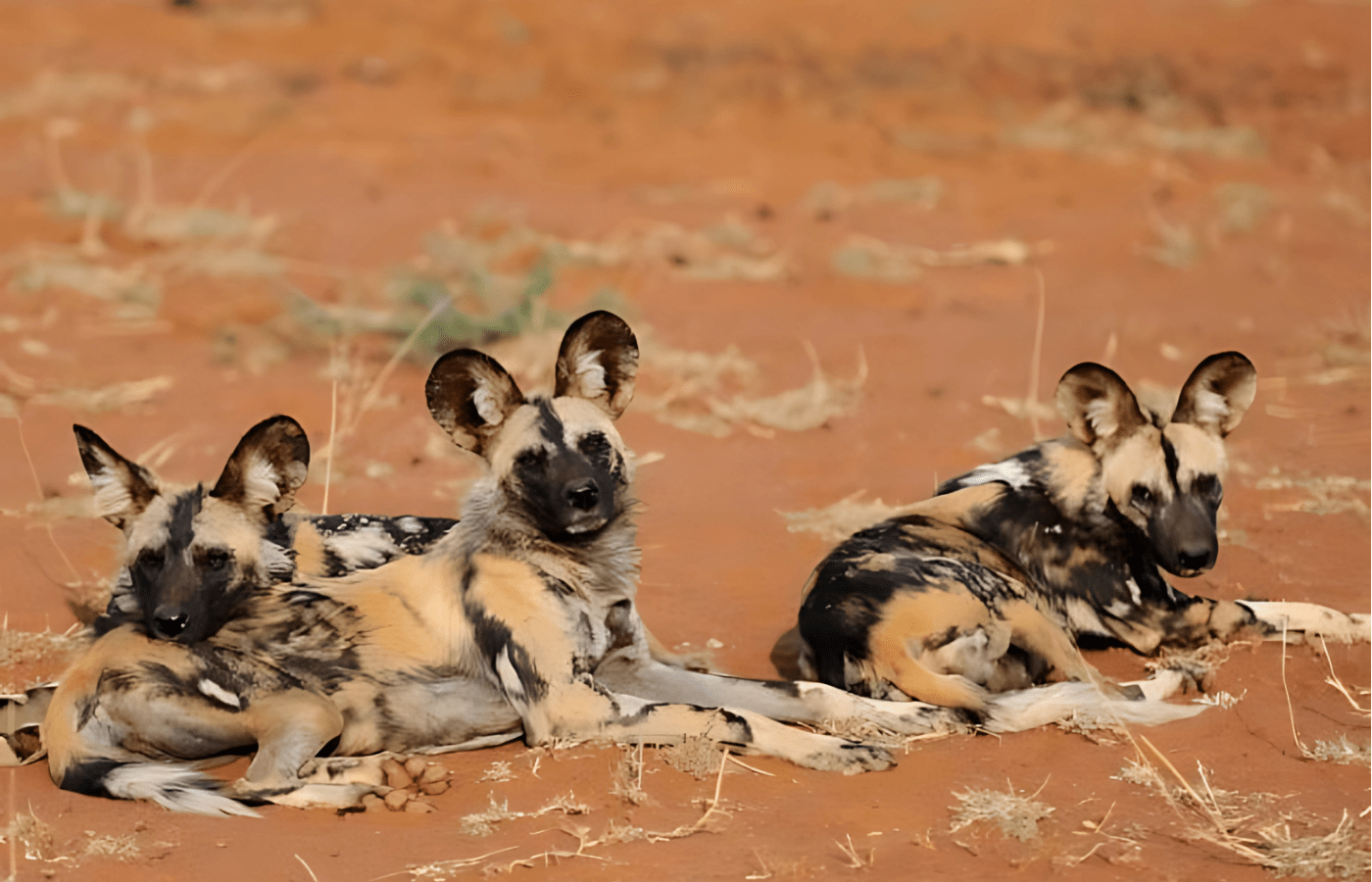 S006-IT3 - Morokuru Hyena Cubs Sustainable Safaris Africa - Journeys - Luxury Madikwe Family Safari - Morokuru Hyena Cubs