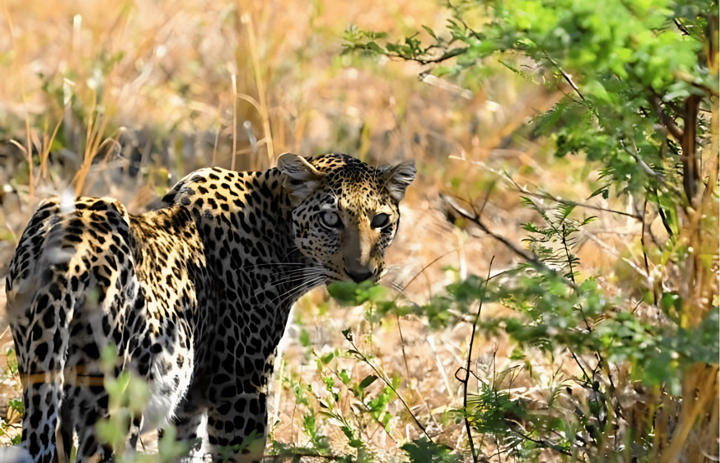 S006-IT3 - Morokuru Leopard Sustainable Safaris Africa - Journeys - Luxury Madikwe Family Safari - Morokuru Leopard