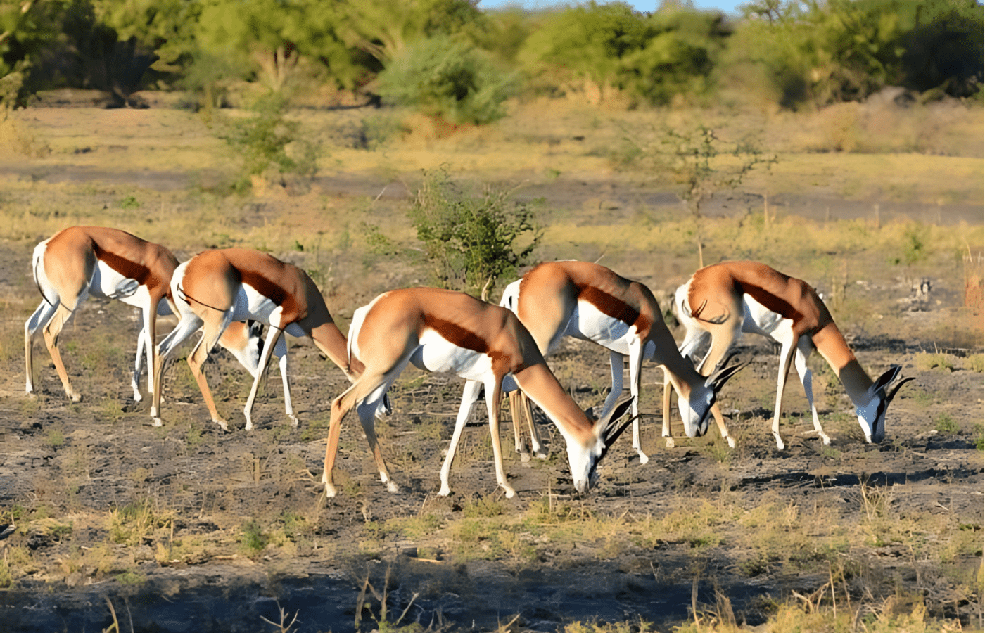 S008 - IT1 - Springboks Grazing in the Bush Sustainable Safaris Africa - Journeys - Luxury Eastern Cape Couples Safari - Springboks Grazing in the Bush